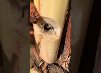 There’s A Noise Coming From The Banana Tree. #shortvideo